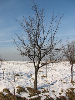 liwa domowa - pokrj