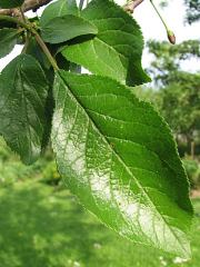 liwadomowa, odm. amerykanka - licie