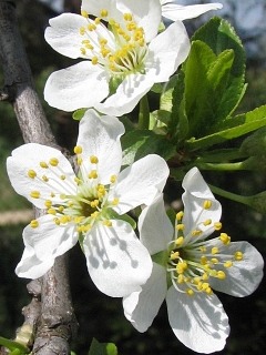 liwa domowa - kwiaty