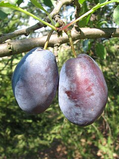 liwa domowa - owoce