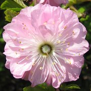 liwa migda - kwiaty