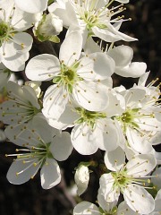 liwa tarnina - kwiaty