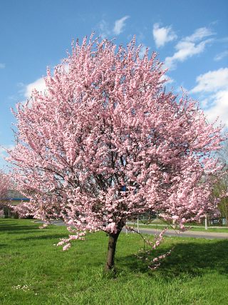 liwa winiowa - kwiaty