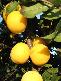 liwa winiowa, odm. aycza  - owoce
