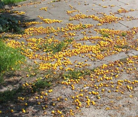 liwa winiowa, odm. aycza  - owoce