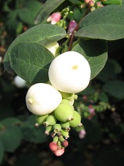 nieguliczka biaojagodowa - owoce