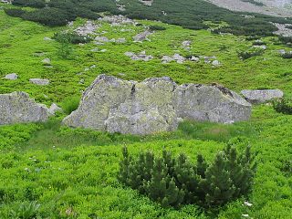 Sosna grska