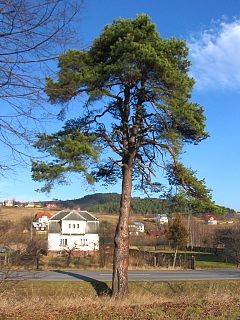 Pokrj sosny zwyczajnej
