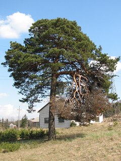 Pokrj sosny zwyczajnej