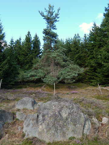 Sosna zwyczajna