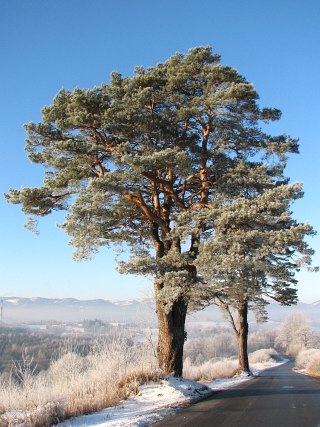 Sosna zwyczajna w Rychwadzie