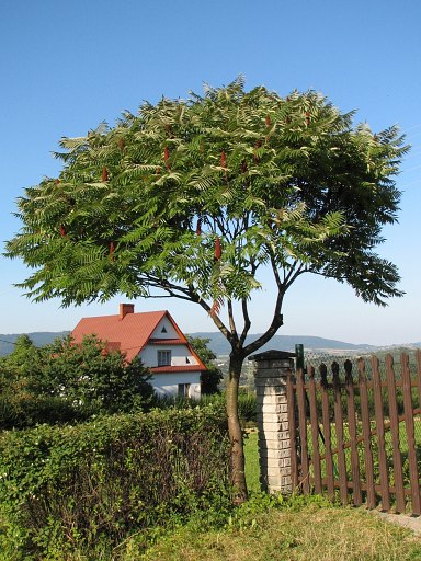 Sumak octowiec