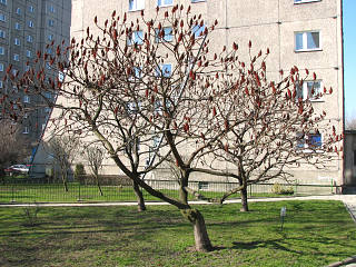 Pokrj sumaka octowca