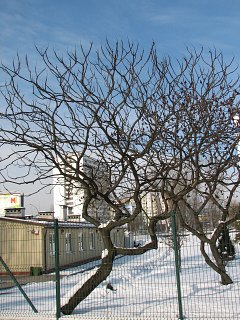 Pokrj sumaka octowca