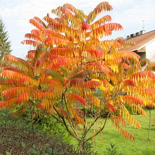 Pokrj sumaka octowca