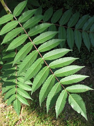 Licie sumaka octowca