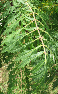 Licie sumaka octowca