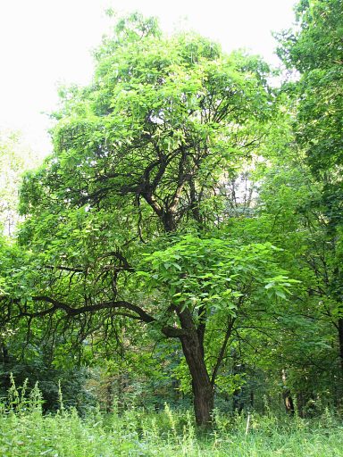 Surmia bignoniowa