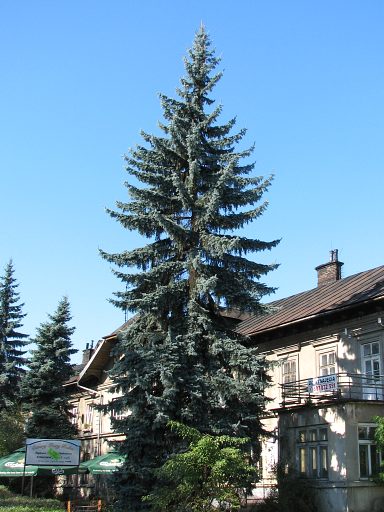 wierk kujcy