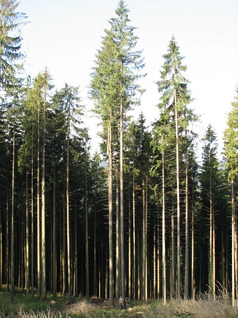 Pokrj wierka pospolitego
