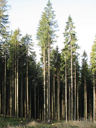Pokrj wierka pospolitego