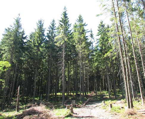 Pokrj wierka pospolitego
