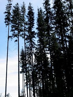 Pokrj wierka pospolitego