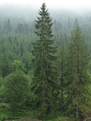 Pokrj wierka pospolitego