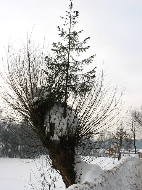 May wierk rosncy na wierzbie