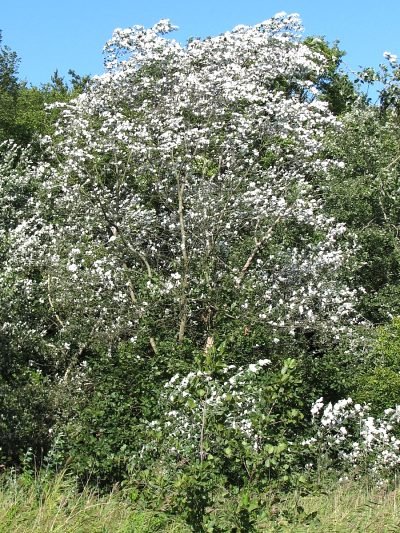 Topole biae