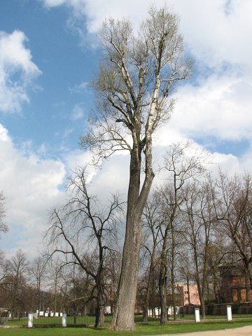 Gigantyczna topola biaa w Parku Paacowym w Puawach