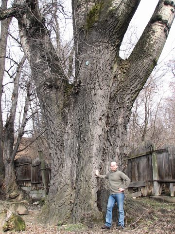 Gigantyczna topola biaa w ywcu
