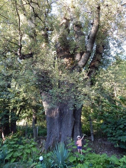 Gigantyczna topola biaa w ywcu