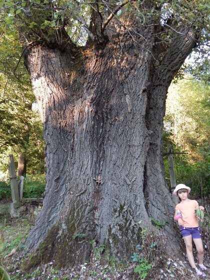 Gigantyczna topola biaa w ywcu