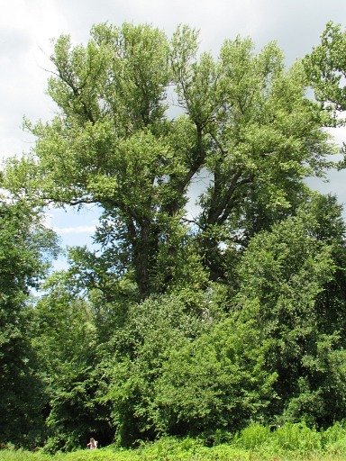Topola czarna