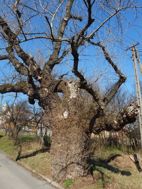 Topola czarna w witnikach Grnych