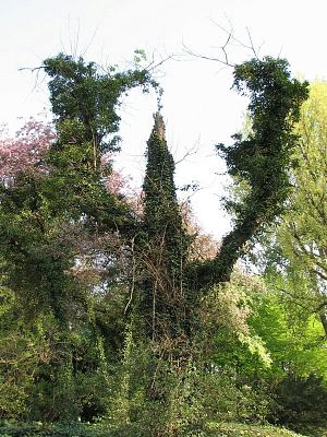 Topola czarna w Ogrodzie Botanicznym w Krakowie