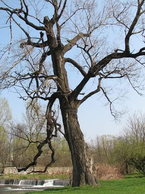 Topola czarna w Bielsku-Biaej