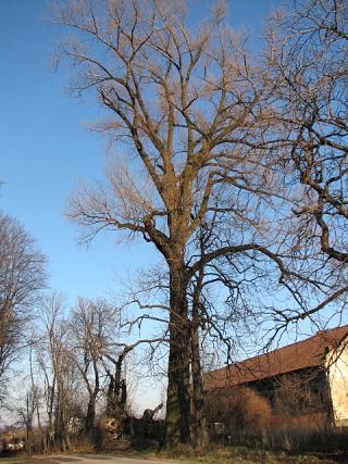 Topola czarna w Bulowicach
