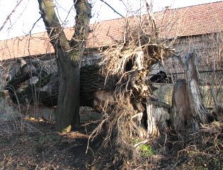 Wywrcona topola czarna