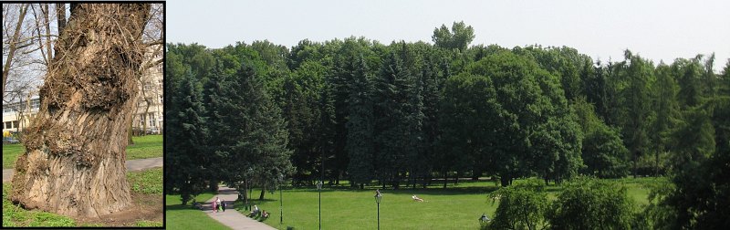 Pokrj topoli czarnej