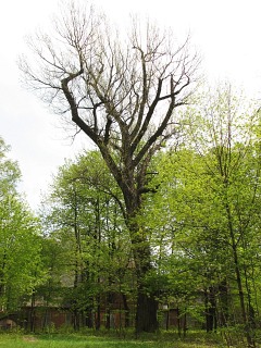 Topola czarna w parku w Krzeszowicach
