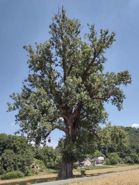 Topola czarna w Melsztynie