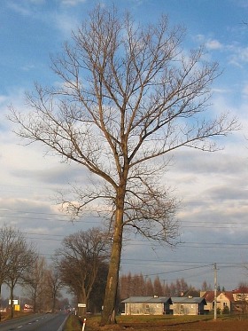 Topola kanadyjska
