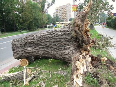 Wywrcona topola kanadyjska