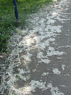Zalegajce owocostany topoli kanadyjskiej
