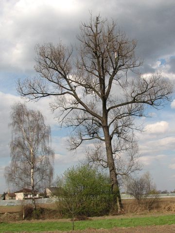 Topola czarna