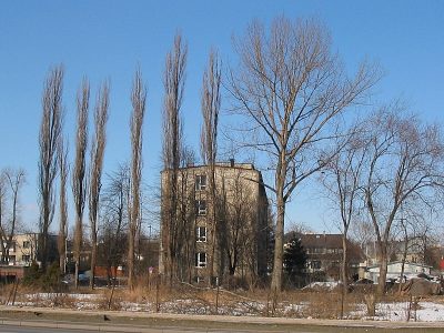 Rnice w pokroju topoli woskiej i czarnej