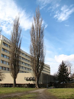 Topola woska