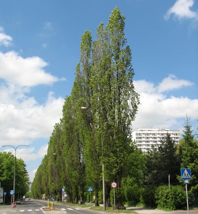 Topole woskie